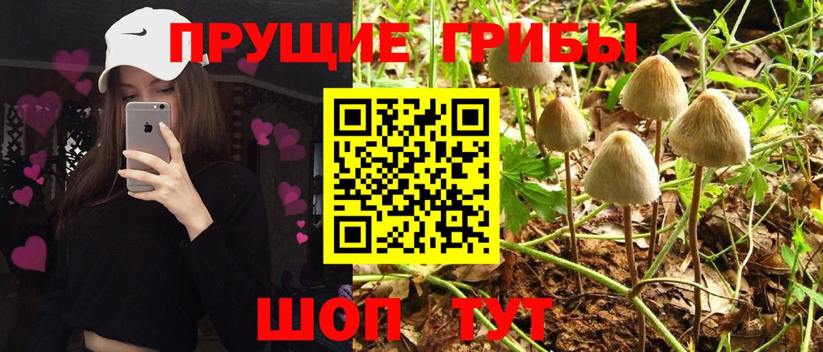 Галлюциногенные грибы Psilocybine cubensis  купить наркотики цена  Галлюциногенные грибы MAGIC MUSHROOMS  Новоалександровск  Вход с VPN 
